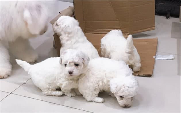 纯种比熊犬和串串比熊犬，谁更好养？