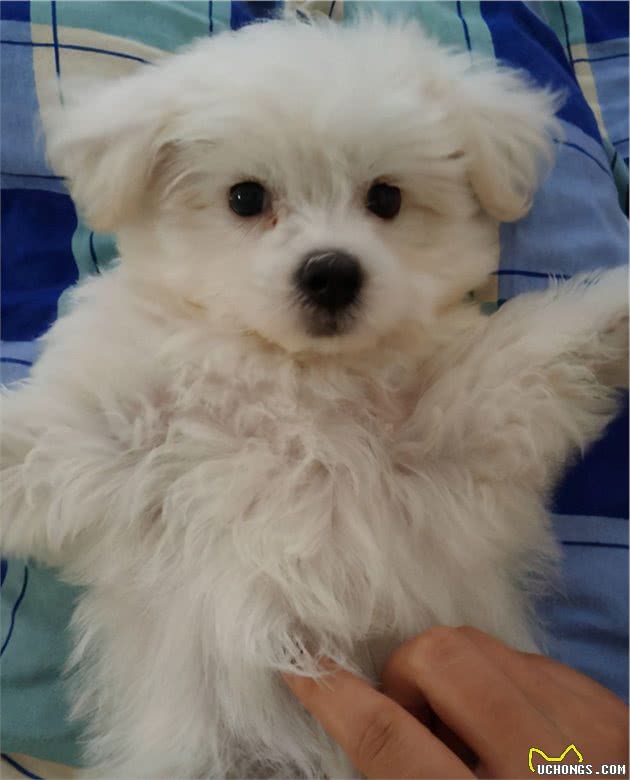 纯种比熊犬和串串比熊犬，谁更好养？