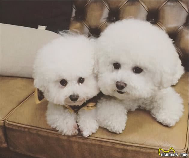 纯种比熊犬和串串比熊犬，谁更好养？