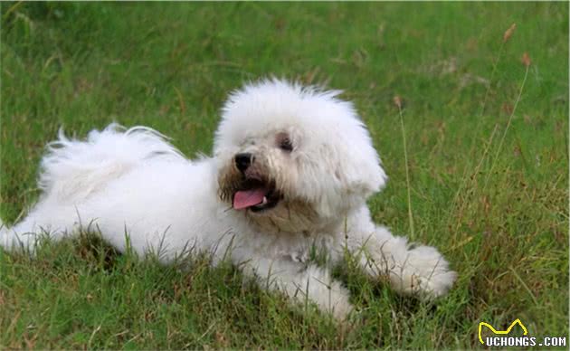纯种比熊犬和串串比熊犬，谁更好养？