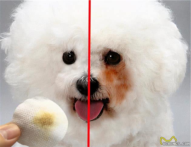 纯种比熊犬和串串比熊犬，谁更好养？