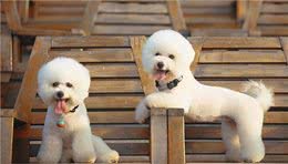 纯种比熊犬和串串比熊犬，谁更好养？