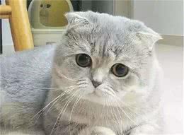 每天送你一只猫，（五）苏格兰折耳猫，温柔粘人的小精灵
