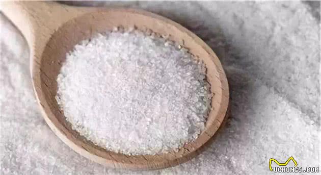 狗狗不能吃的东西有哪些？这10种食物，铲屎官一定要注意