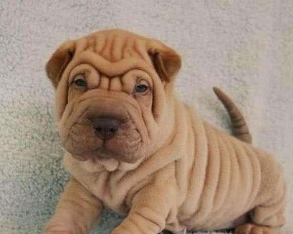 沙皮狗居然“MadeinChina”，网友：一直以为是进口犬