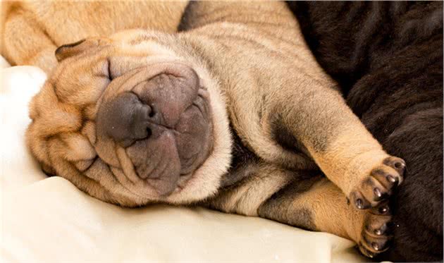 沙皮狗居然“MadeinChina”，网友：一直以为是进口犬