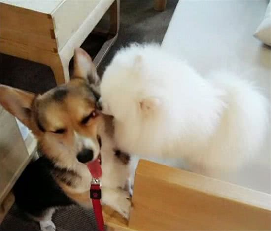 博美犬美毛篇，分享个人经验~