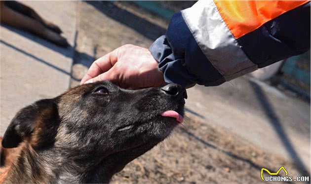 乌克兰搜索犬追踪犬在乌克兰SES机动救援中心的训练过程