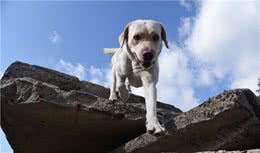 乌克兰搜索犬追踪犬在乌克兰SES机动救援中心的训练过程