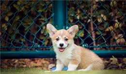 幼犬能吃什么