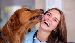注意了！金毛犬“舔人”不全是因为喜欢宠主，还有这6个意思