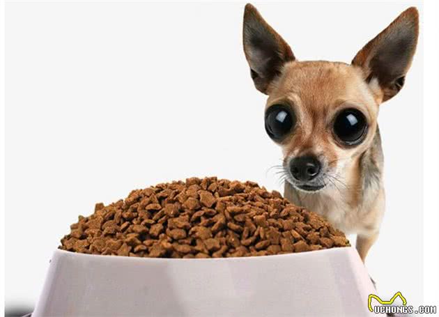 狗狗智商排行榜：最聪明的3种狗和最笨的3种狗，有你家的吗？