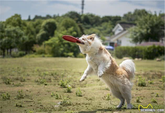 边境牧羊犬，养它，请考虑清楚