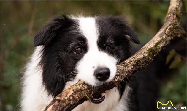 边境牧羊犬，养它，请考虑清楚