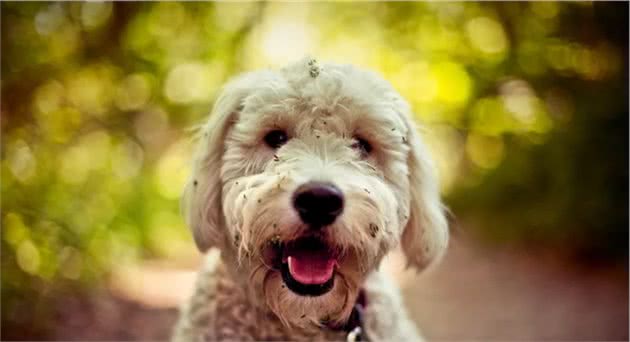 金毛与贵宾犬合体后的狗狗，你想象得出来吗？带你了解金德利犬