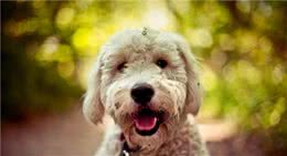 金毛与贵宾犬合体后的狗狗，你想象得出来吗？带你了解金德利犬