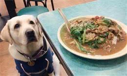 狗狗饮食篇：别让你的无知，害了它