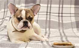 小狗有点感冒吃什么药，还有价格