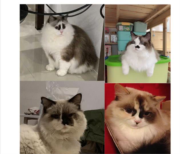 都是布偶猫，为什么双色大受追捧，重点色却总被说成是和暹罗的串