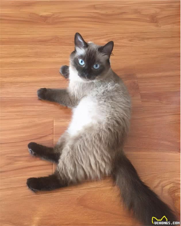 都是布偶猫，为什么双色大受追捧，重点色却总被说成是和暹罗的串