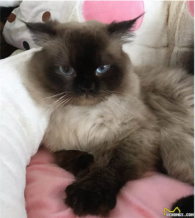 都是布偶猫，为什么双色大受追捧，重点色却总被说成是和暹罗的串