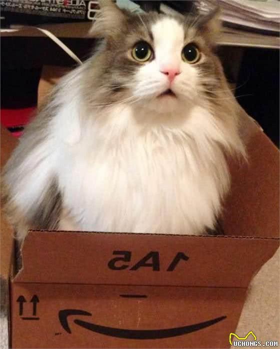都是布偶猫，为什么双色大受追捧，重点色却总被说成是和暹罗的串
