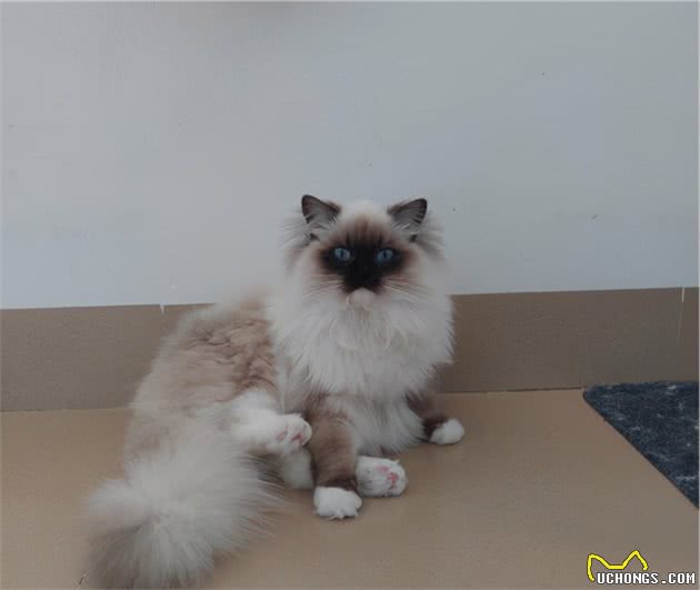 都是布偶猫，为什么双色大受追捧，重点色却总被说成是和暹罗的串