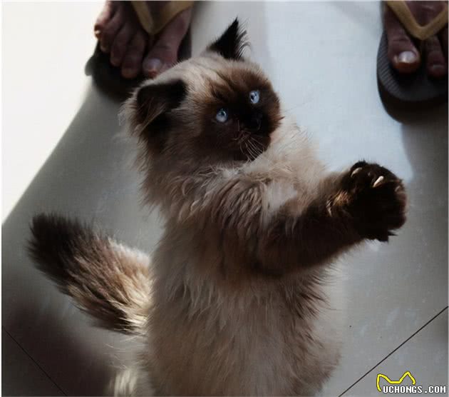 都是布偶猫，为什么双色大受追捧，重点色却总被说成是和暹罗的串