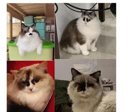 都是布偶猫，为什么双色大受追捧，重点色却总被说成是和暹罗的串