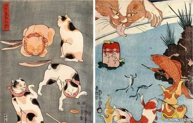 尾巴很奇怪的短尾猫，居然是招财猫的原型？