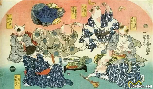 尾巴很奇怪的短尾猫，居然是招财猫的原型？