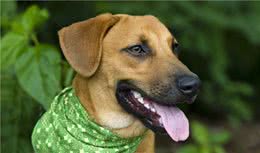 狗狗半夜呕吐怎么办最有效