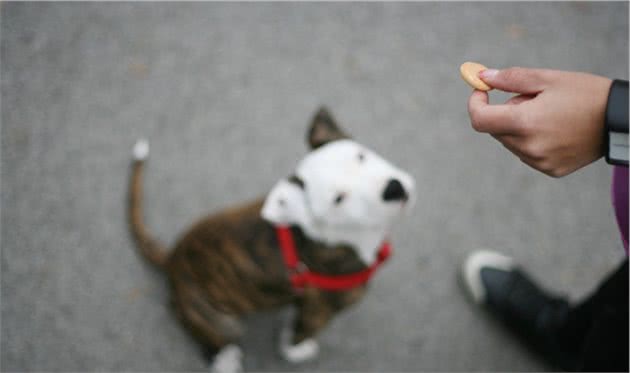 如何为狗狗挑选健康的零食？教你5个办法