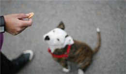 如何为狗狗挑选健康的零食？教你5个办法