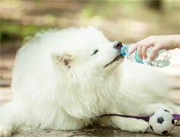 给狗狗喝水，这几种“水”别喂，可能会致命