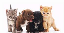 你知道宠物会患有分离焦虑症吗？