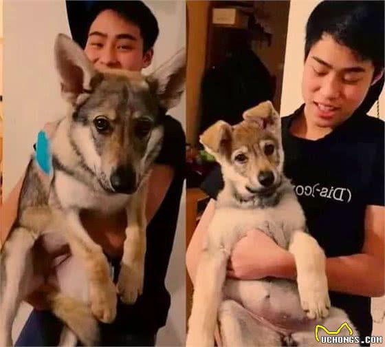 比哈士奇还像狼的狗，每次牵出去都要解释好久，这真的不是狼