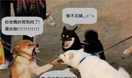 铲屎官必读：狗狗害怕剪趾甲，怎么办？