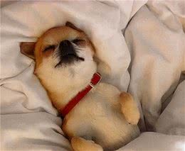 为什么狗狗喜欢和主人一起睡，赶都赶不走？理由有四个