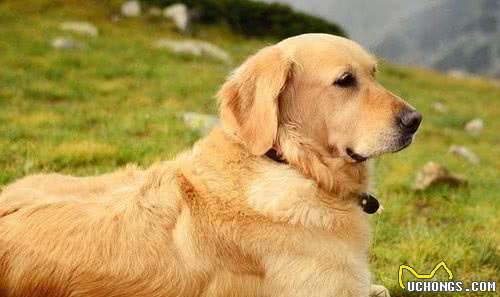 养狗“首选”这6种犬种，不仅忠诚，还好养