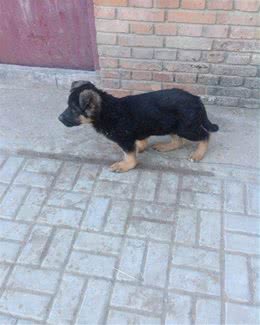 狗狗缺钙会有出现哪些问题？