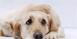 养狗“最忌讳”让它忍耐这几件事，如果你不改，对狗狗伤害不小