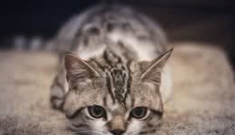 嘿！想养猫的看这里，带你了解各类喵的属性（4）