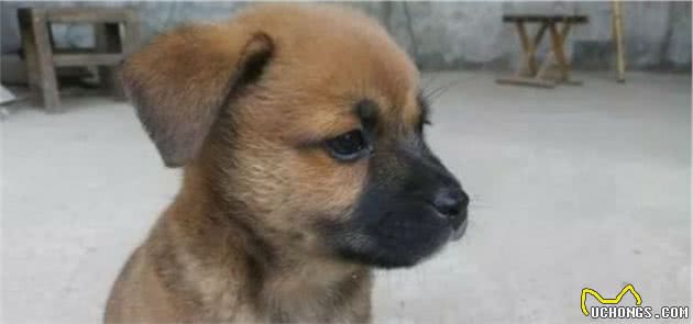 中华田园犬真的是“笨狗”吗？它有你不了解的小秘密