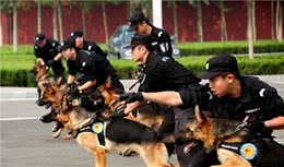 与警犬“沾不上边”的6种狗，你家上榜了吗？