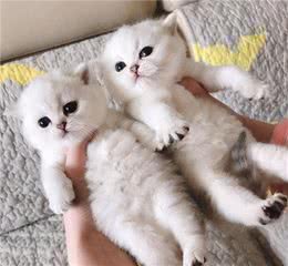 一只“英短猫”健不健康，就看这六点