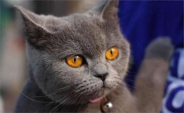 关于英国短毛猫你了解多少，它的这些缺点你有发现吗？