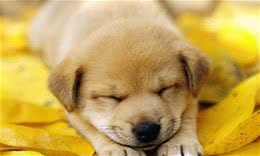 新手养狗必看：幼犬吃狗粮需要泡吗