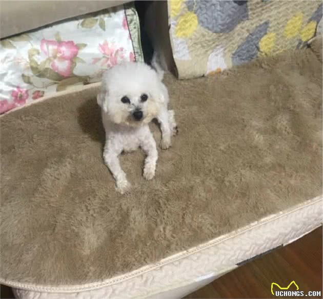 夏天热了把狗毛剃掉对吗？