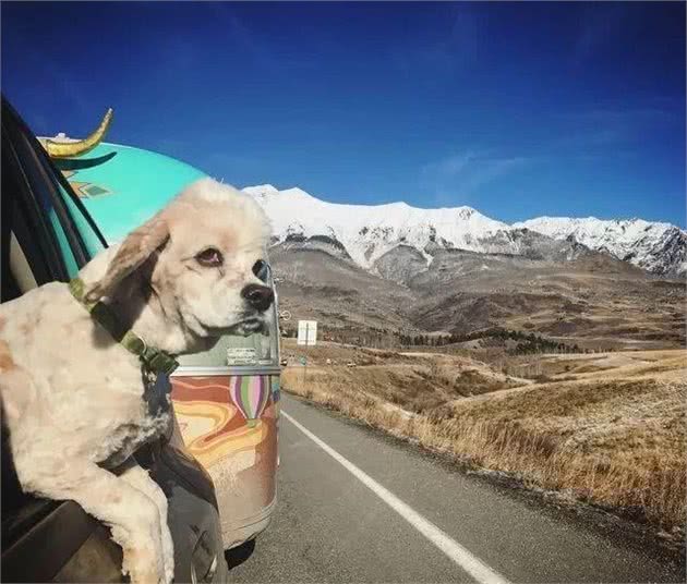 外出旅游时喜欢带上狗，养狗人都是怎么想的